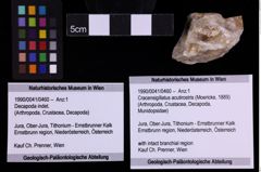 Foto (Objekt + Etiketten) von Cracensigillatus acutirostris (Moericke, 1889) (NHMW-GEO-1990-0041-0460)